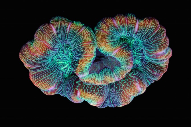 L'image du jour : Un macro-timelapse met en évidence les micro-mouvements du corail de couleur spectaculaire ! By Jack35 112
