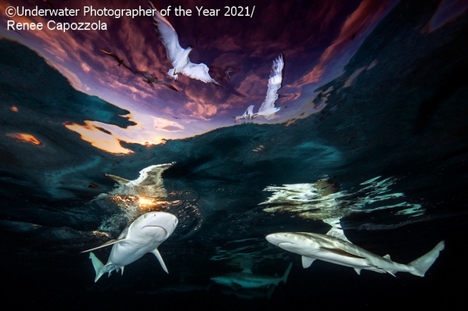 Galerie de résultats du photographe sous-marin de l’année 2021 ! (Galerie + vidéo) By Jack35 1-1