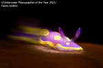 Galerie de résultats du photographe sous-marin de l’année 2021 ! (Galerie + vidéo) By Jack35 14